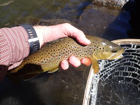 South Platte River | Dave Weller's Fly Fishing Blog