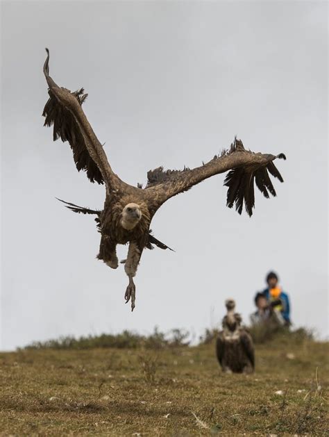 Give My Body to the Birds: The Practice of Sky Burial - Atlas Obscura