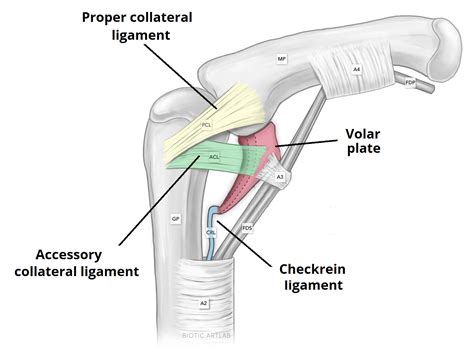 The Proximal Interphalangeal Joint - Articulation - TeachMeAnatomy