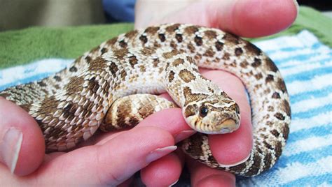 How to Care for Your Hognose Snake | Reptile Supply