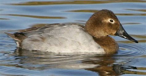 Canvasback female | Redhead duck, Bird carving, Waterfowl