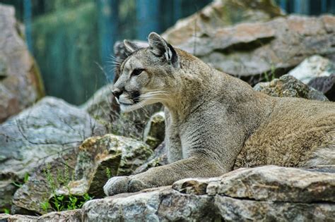 Mountain Lion Habitat Hindered Wealthy Entrepreneurs from Building ...