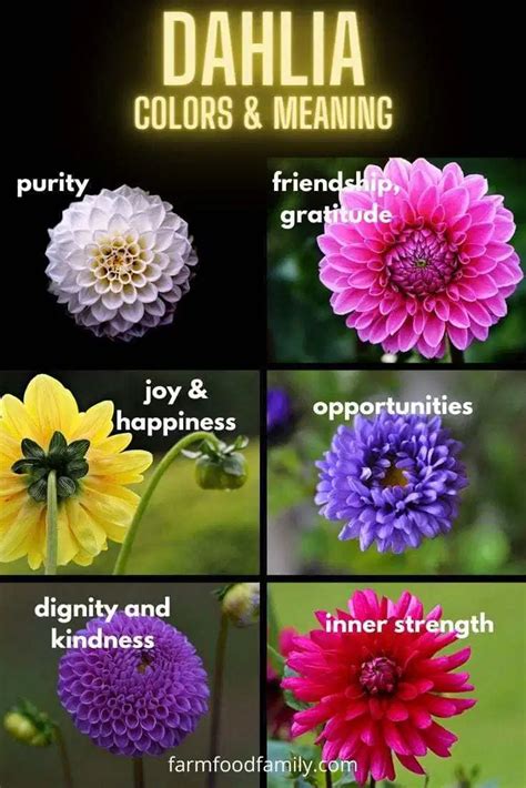 Dahlia Flower Meaning, Symbolism - The Queen of the Autumn Garden ...