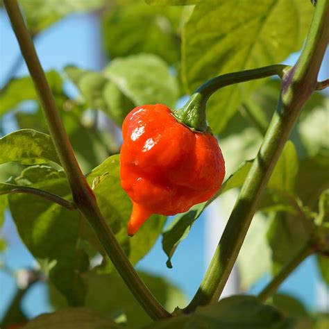 Naga Viper Pepper Seeds - Pepper Joe’s