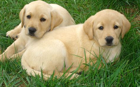 Labrador Retriever puppies wallpaper | animals | Wallpaper Better