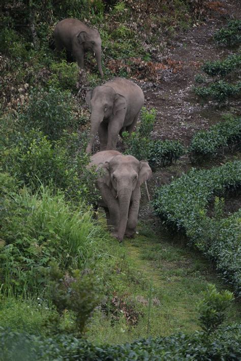 People Have Fallen In Love With This Herd Of Wild Elephants Looking For ...