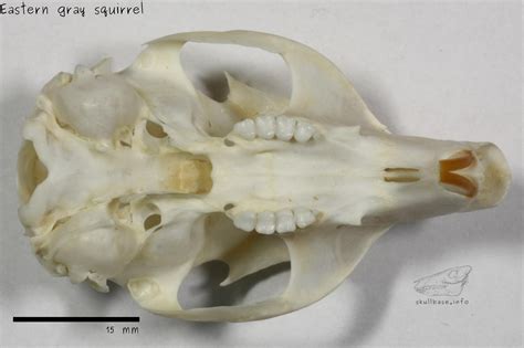 What Does A Squirrel Skull Look Like | Find Out Here | All Animals Guide