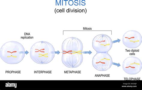 Diagram Of Mitosis