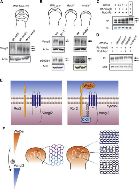 Wnt Signaling Gradients Establish Planar Cell Polarity by Inducing ...