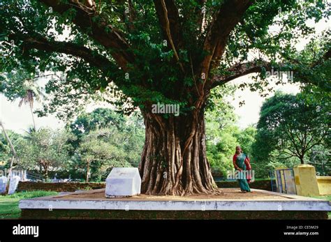 Peepal Tree Stock Photos & Peepal Tree Stock Images - Alamy