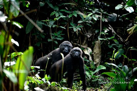 Congo Wildlife – Ramdas Iyer Photography