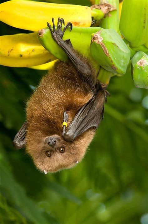 bat on banana tree Bat Conservation International, Bat Facts, Baby ...