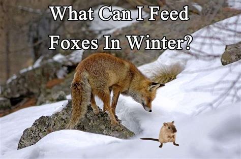 What Can I Feed Foxes In Winter? (Best Winter Foods)