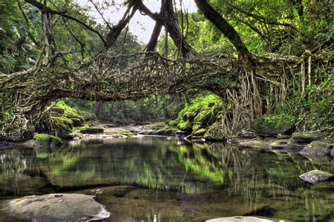 living tree root bridge, India | Nature pictures, Wild forest, Cool ...