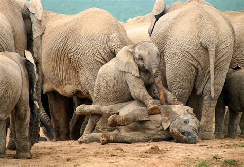 Africa Elephant Wildlife Photography By Piccaya 2