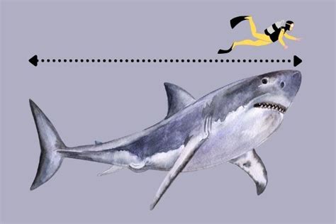 How Big is a Great White Shark - Great White Shark Size Comparison ...