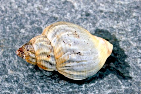 Pawleys Island Nature: A Shell Guide - Pawleys Island