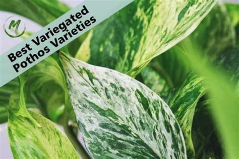 [11] Best Variegated Pothos Varieties: Stunning Varieties to Grow