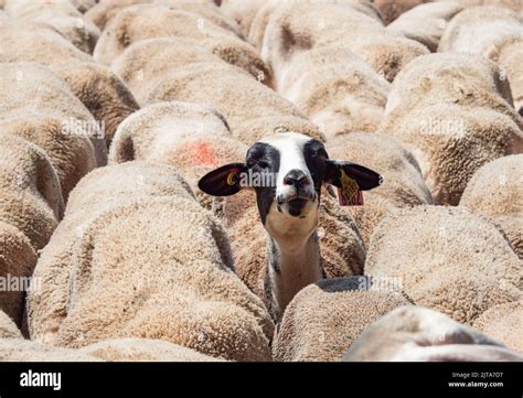 Cévennes flock of Lacaune sheep - Brebis Stock Photo - Alamy