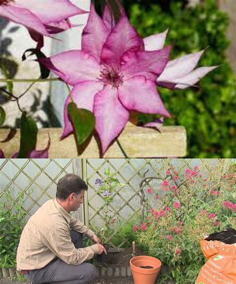 Guide to Properly Pruning Clematis in the Garden - Grandma Widsom Tips