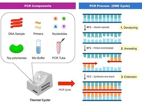 Polymerase Chain Reaction (PCR)- Principle, Steps, Applications