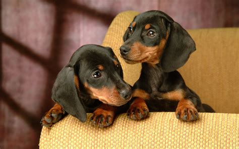 Dachshund Puppies Wallpaper - WallpaperSafari