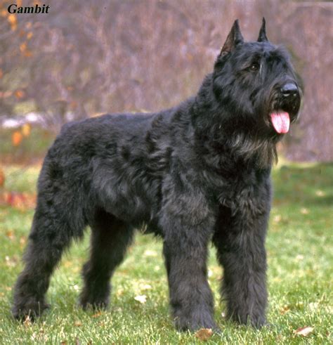 Centauri Bouviers des Flandres | Bouviers des flandres, Dogs, Dog breeds