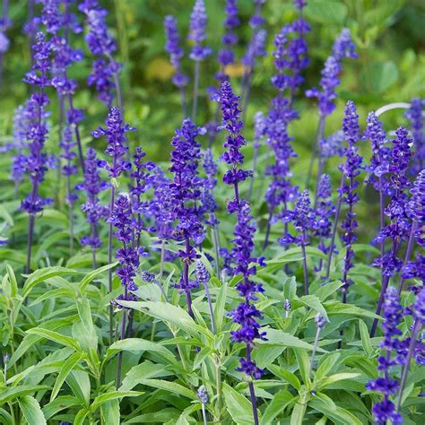 Salvia farinacea 'Victoria Blue' | Backyard flowers garden, Salvia ...