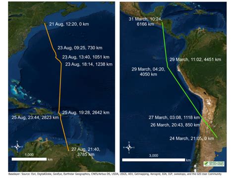 New VCE Study Reveals Surprising Upland Sandpiper Migration Patterns ...