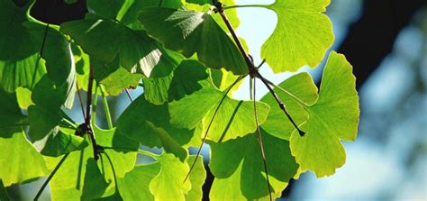 Ginkgo biloba- The Maidenhair tree- Improving health one person at a ...