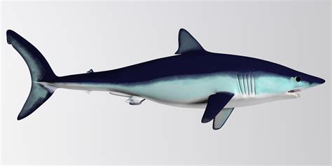 Twelve Astonishing Facts About Mako Sharks