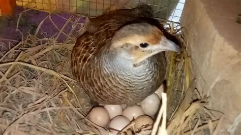 Teetar breeding season | Teetar laying eggs | Female Teetar - YouTube