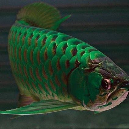 Green Arowana - Pacific Fish Depot