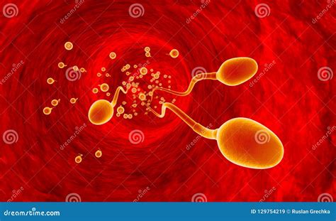 Competing Spermatozoa. Movement Of Spermatozoa Through The Fallopian ...