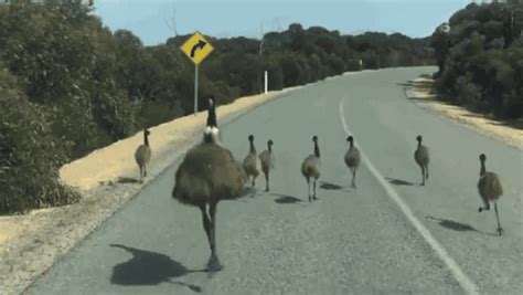 Australian traffic. [video] on Make a GIF