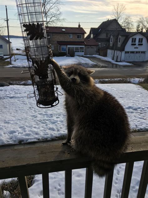 Raccoon Removal and Control Services | Proven Wild Life Removal Inc.