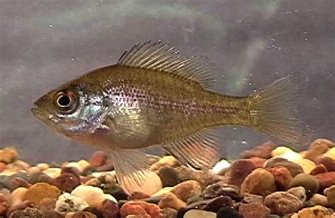 Jonah's Aquarium... Lepomis macrochirus, bluegill 1