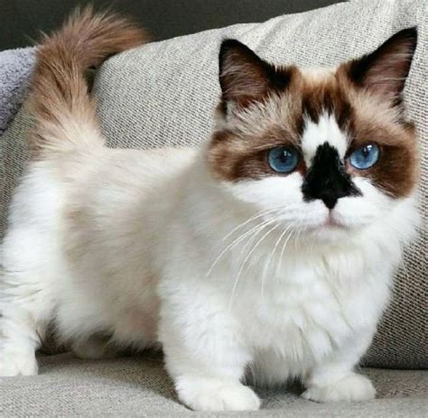 The 10 Smallest Domesticated Cat Breeds In The World - LOL Cats