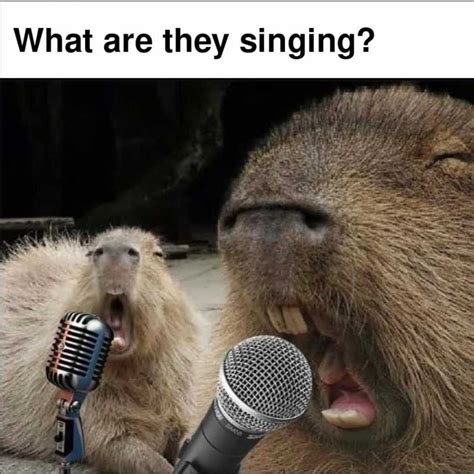 Capybara Meme Discover more interesting Animal, Animals, Capybara ...