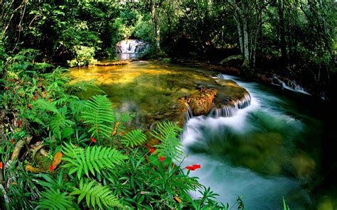 Tropical Rainforest Jungle Cascade Waterfall Transparent Water Rocks ...