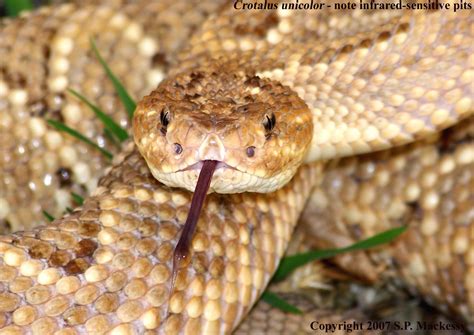 Crotalus unicolor (Aruba Island Rattlesnake) | Endangered animals ...