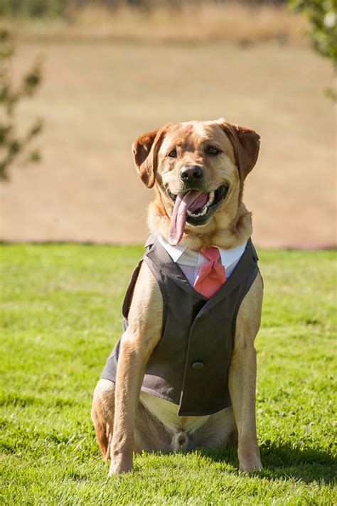 Dog Tuxedo custom sizing Charcoal Tie NOT by ArlaDesigns