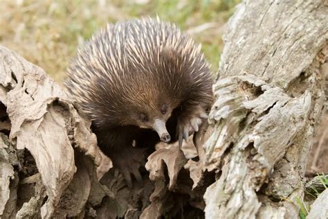 Are Echidnas Marsupials? (The Answers Might Surprise You) - Cool Wood ...