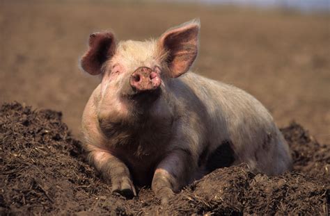 As happy as a pig in mud or feeling sow-er? New technology could read ...