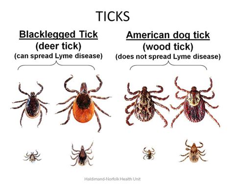 Lyme Disease | HealthUnit Haldimand-Norfolk