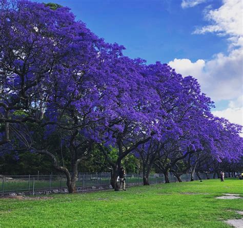 Jacaranda Tree Zone