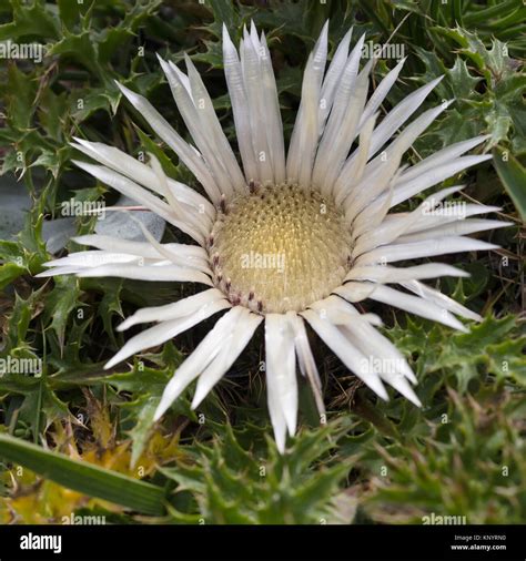 Alpine flower Carlina Acaulis (Stemless Carline Thistle) in summer ...