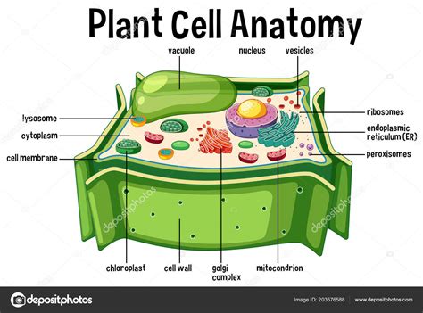 Plant Cell Anatomy Diagram Illustration Stock Vector Image by ©brgfx ...