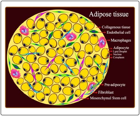 Adipocyte Cell