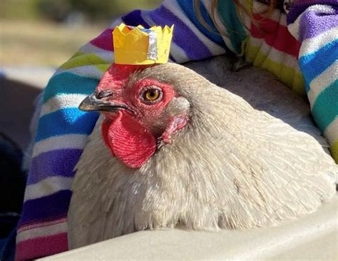 When being princess for a day turns fowl - Lori Borgman